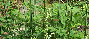 Pluskwica groniasta (Cimicifuga racemosa) właściwości menopauza