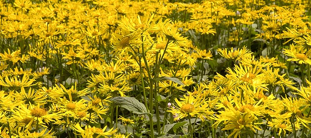 Arnika górska (Arnica montana L.)