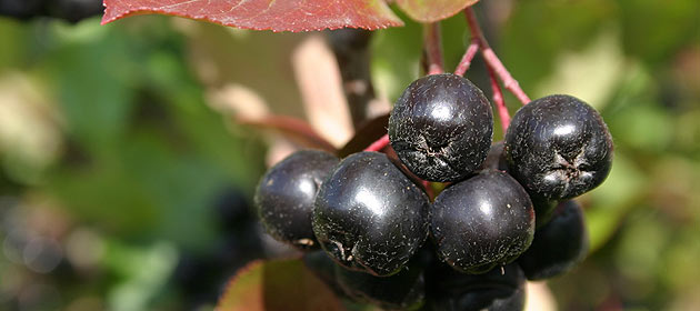 Aronia