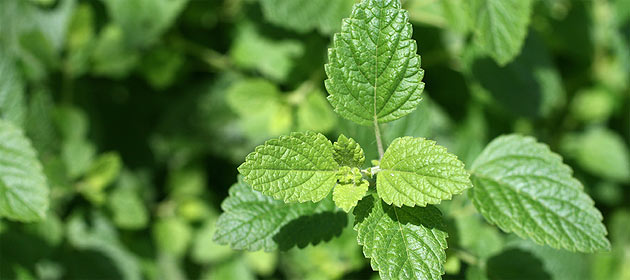 Melisa lekarska (Melissa officinalis L.)