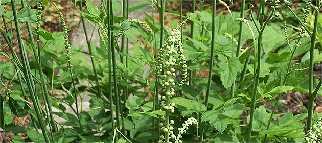 Pluskwica groniasta (Cimicifuga racemosa)